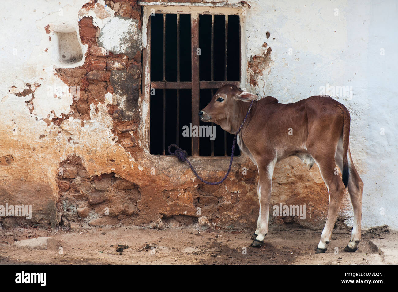 Tethered vitello indiano contro un vecchio villaggio indiano house. Andhra Pradesh, India Foto Stock