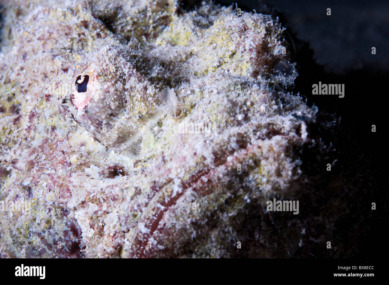Reef pesci pietra (Synanceia verrucosa) mimetizzata tra i coralli. Foto Stock