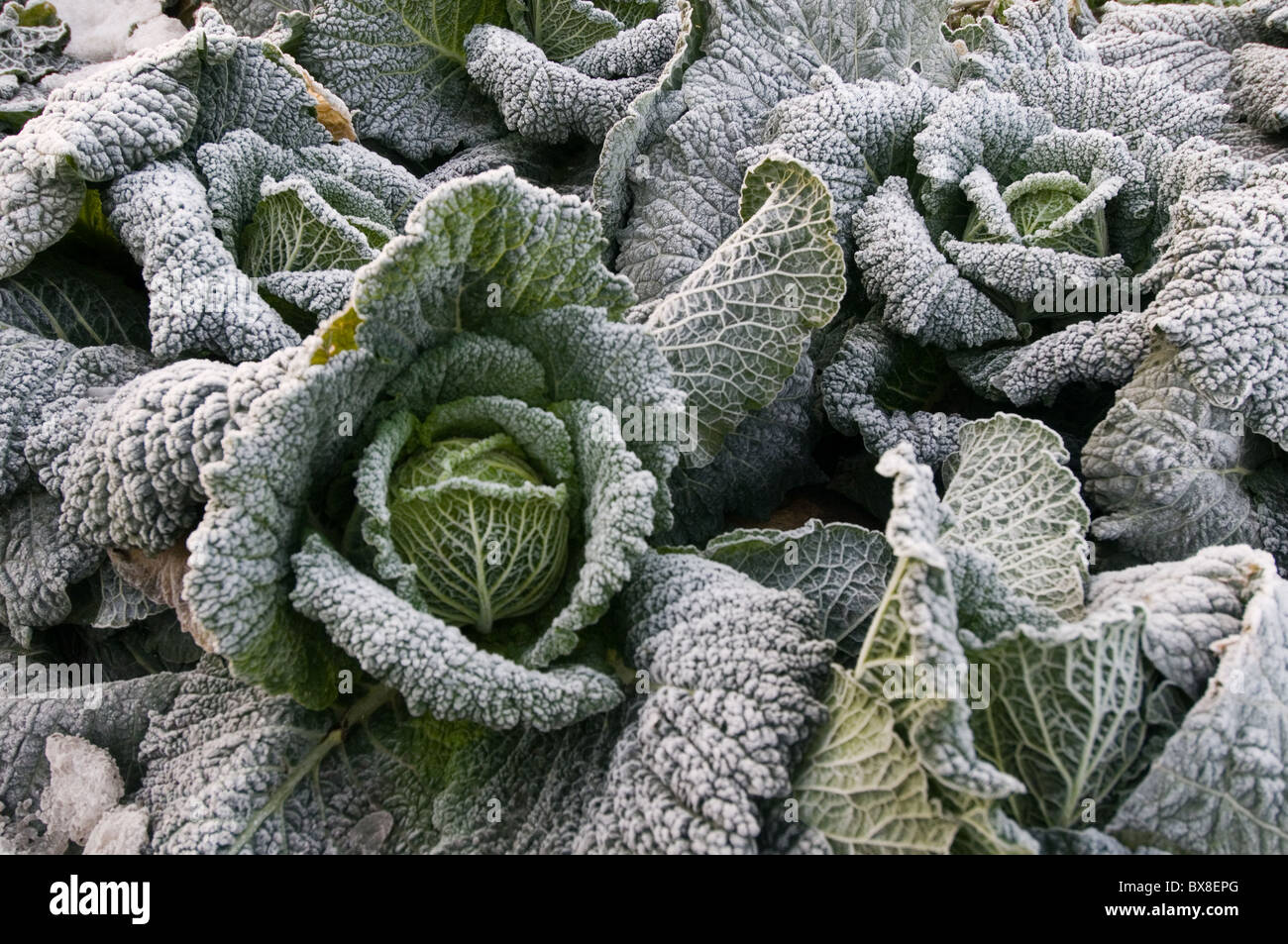 Cavoli verza crescendo in campi di campo di ghiaccio freddo inverno il raccolto di colture agricole fattoria Brassica Brassicaceae family patch verde verde Foto Stock