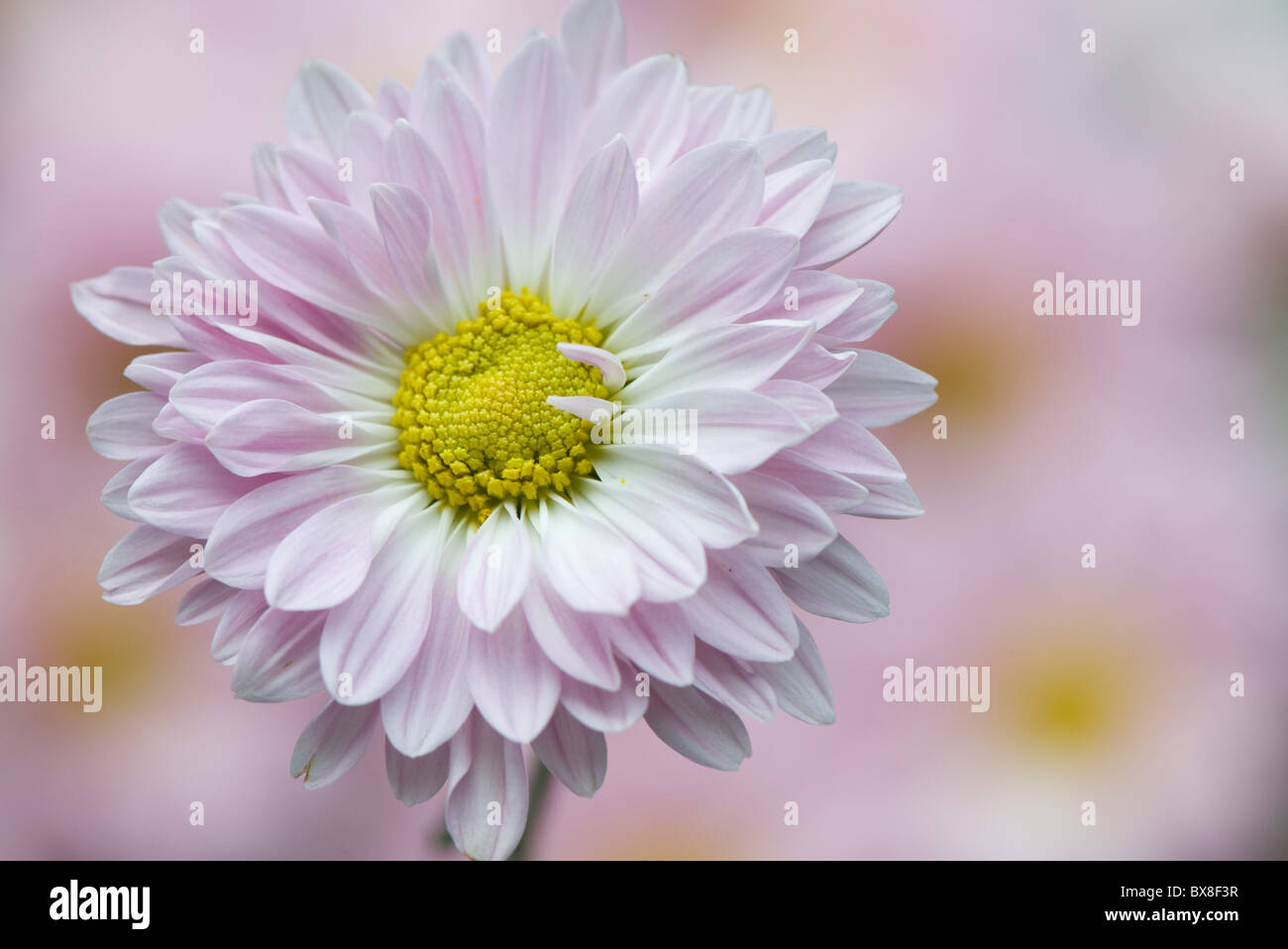 Un unico inglese Daisy Flower - Bellis perennis Foto Stock