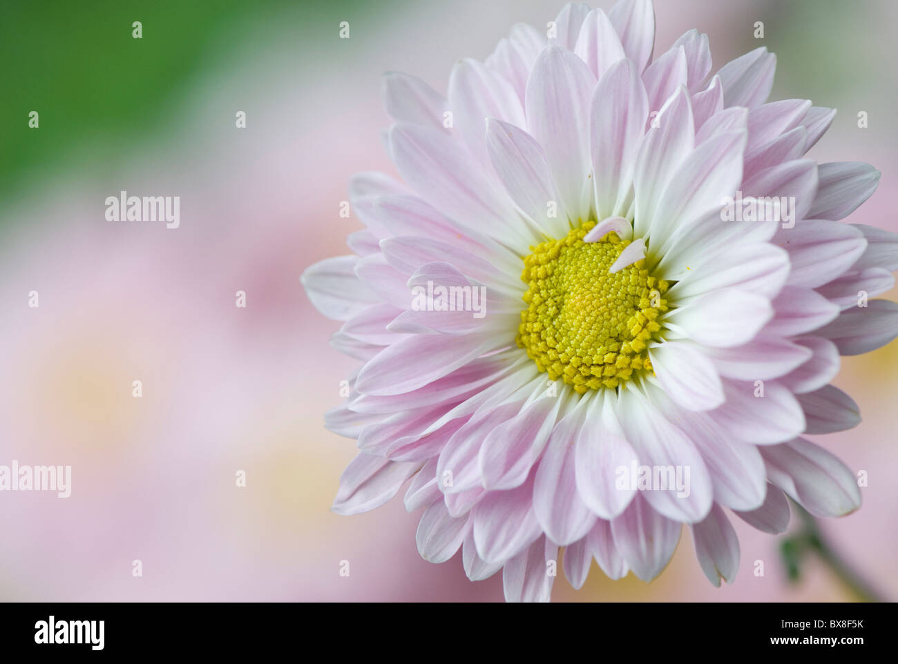 Un unico inglese Daisy Flower - Bellis perennis Foto Stock