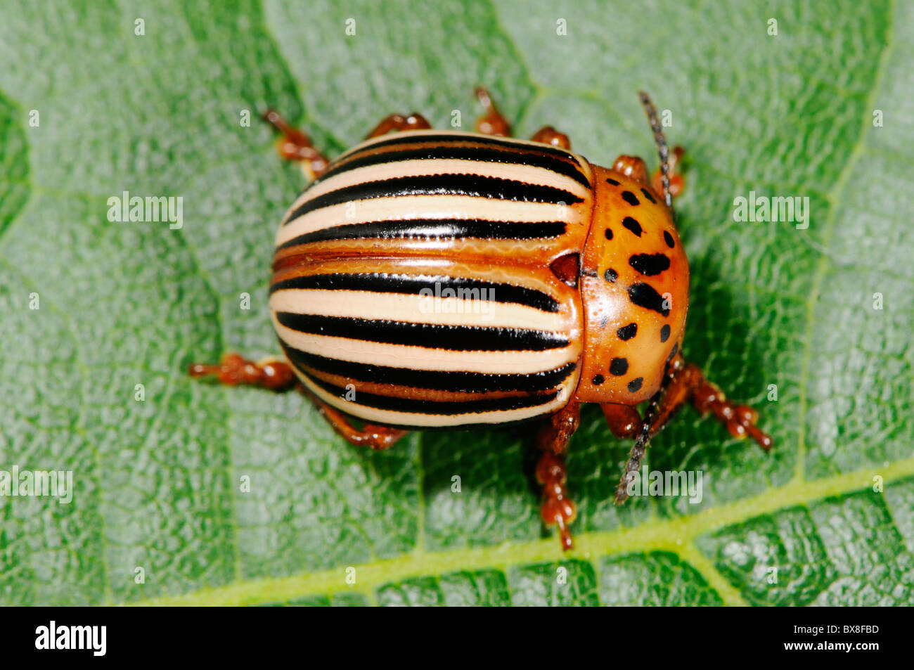 False potato beetle o horsenettle beetle, Leptinotarsa juncta Foto Stock