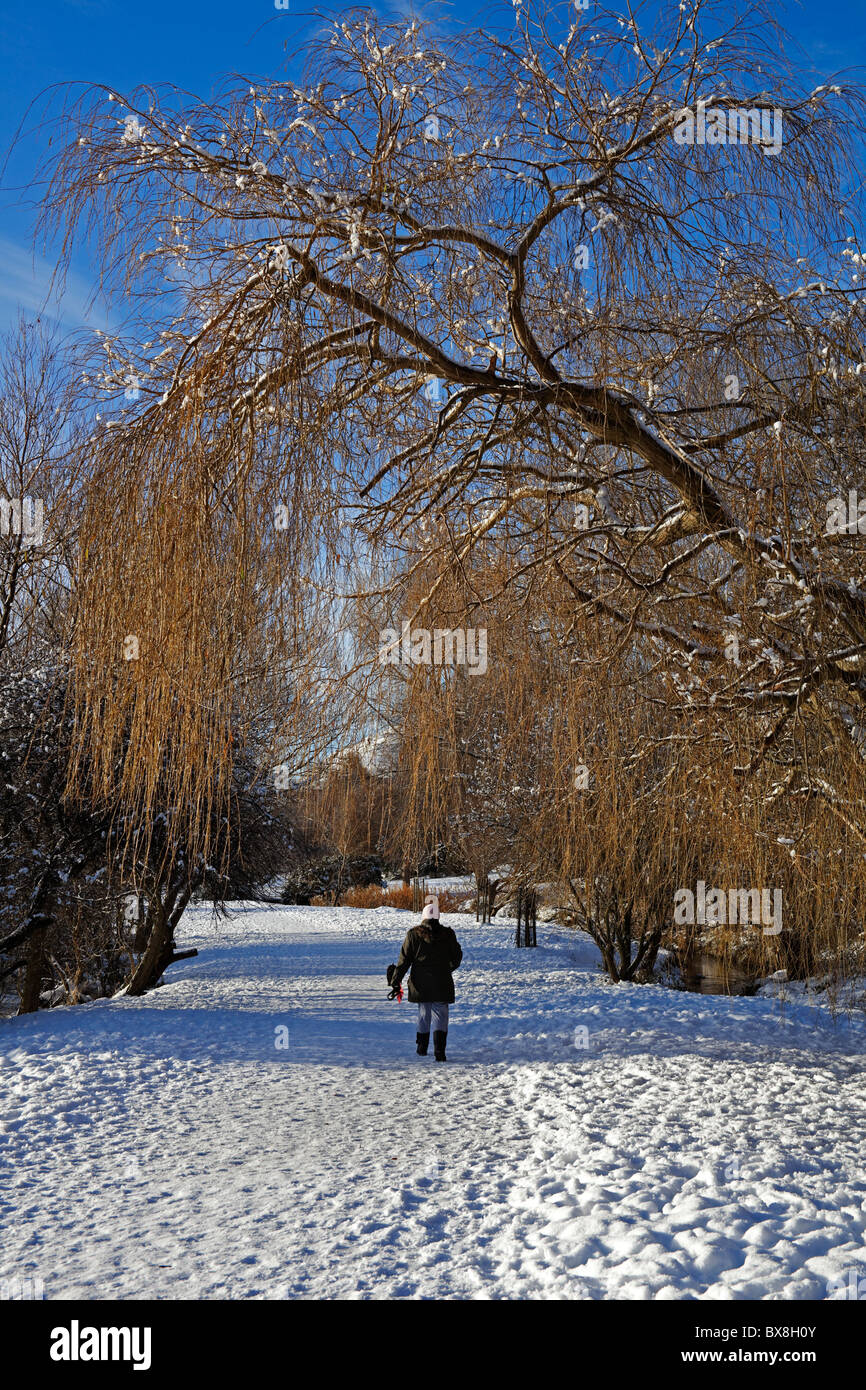 La donna a piedi attraverso Willow Tree arco nella coperta di neve Park, Edimburgo, Scozia, Regno Unito, Europa Foto Stock