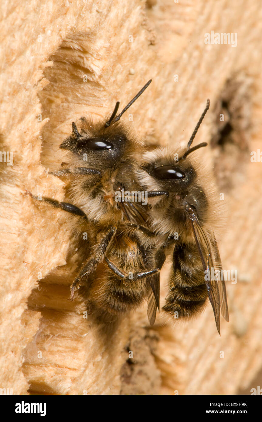 Coniugata coppia di Horn-di fronte le api (Osmia cornifrons), Corno-di fronte api coniugata Foto Stock