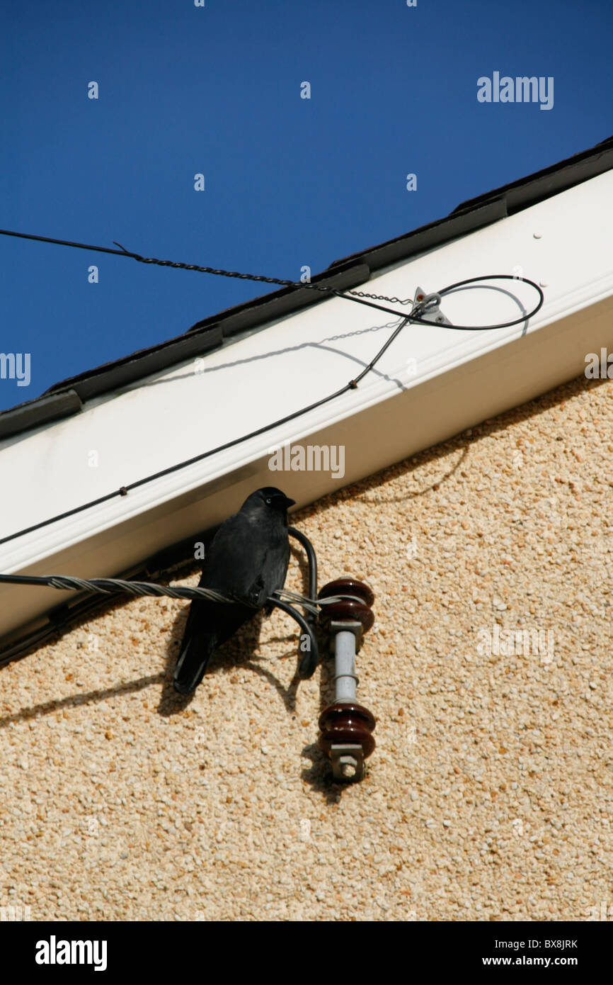 Gli uccelli si appollaia su telegraph line dal tetto della casa Foto Stock