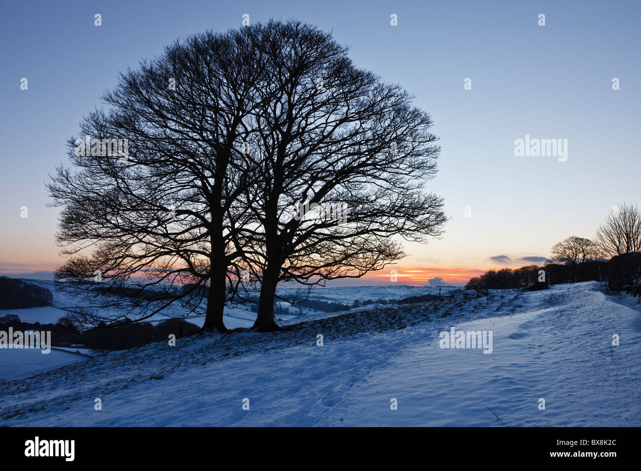 Alberi di sicomoro all'alba, Alsop en le Dale, Parco Nazionale di Peak District, Derbyshire, Inghilterra Foto Stock