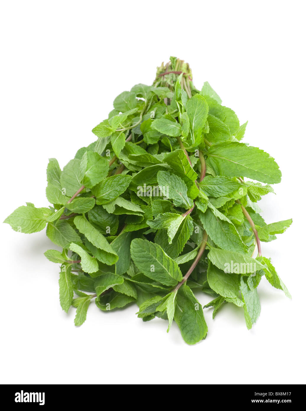 Erba aromatica menta verde Foto Stock