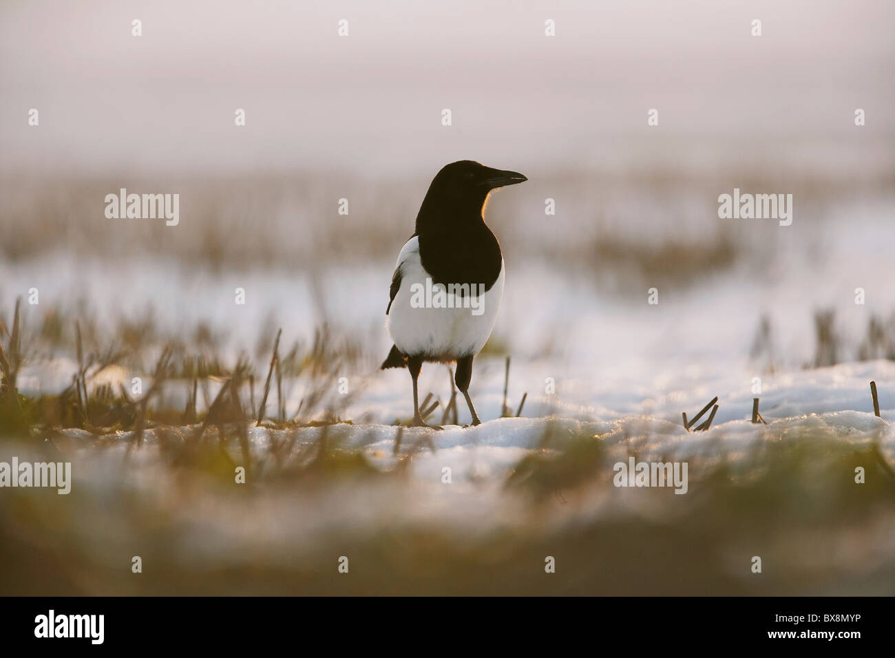 Gazza, Pica pica in una coperta di neve campo di stoppie, membro della famiglia di corvo, East Yorkshire, Regno Unito Foto Stock