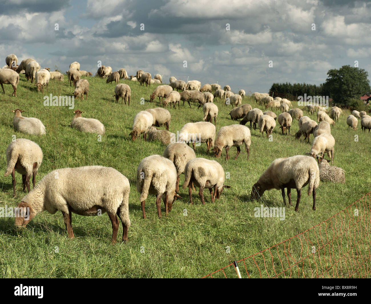 Gregge di pecore al pascolo su una sorta di argine del fiume Elba vicino Tespe, Elbmarsch, Bassa Sassonia, Germania. Foto Stock