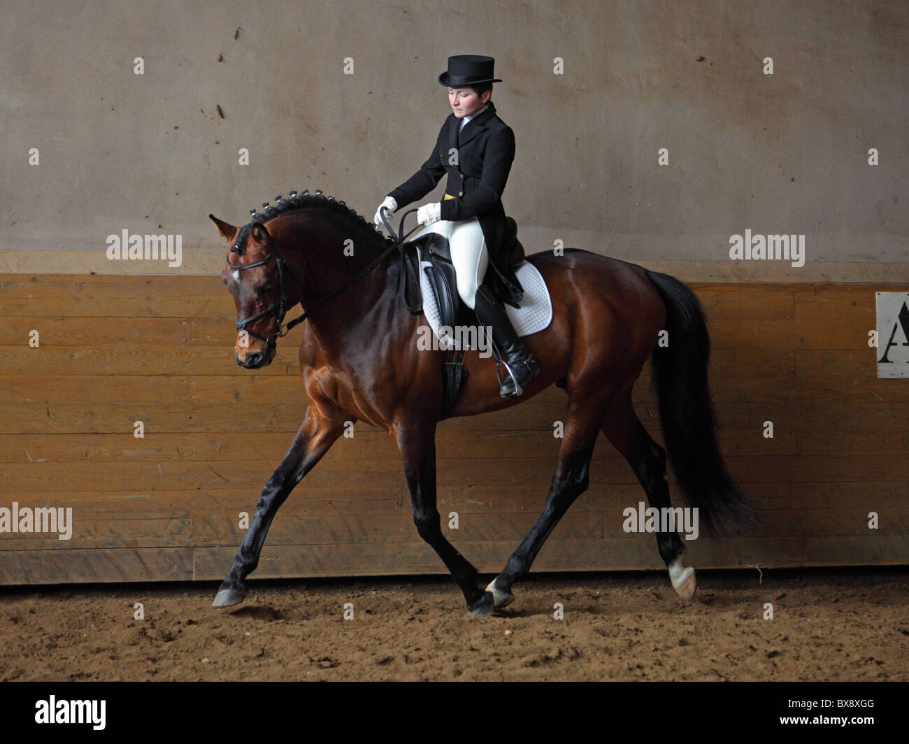 Cavallo Dressage e donna ciclista nella scuola interna Foto Stock