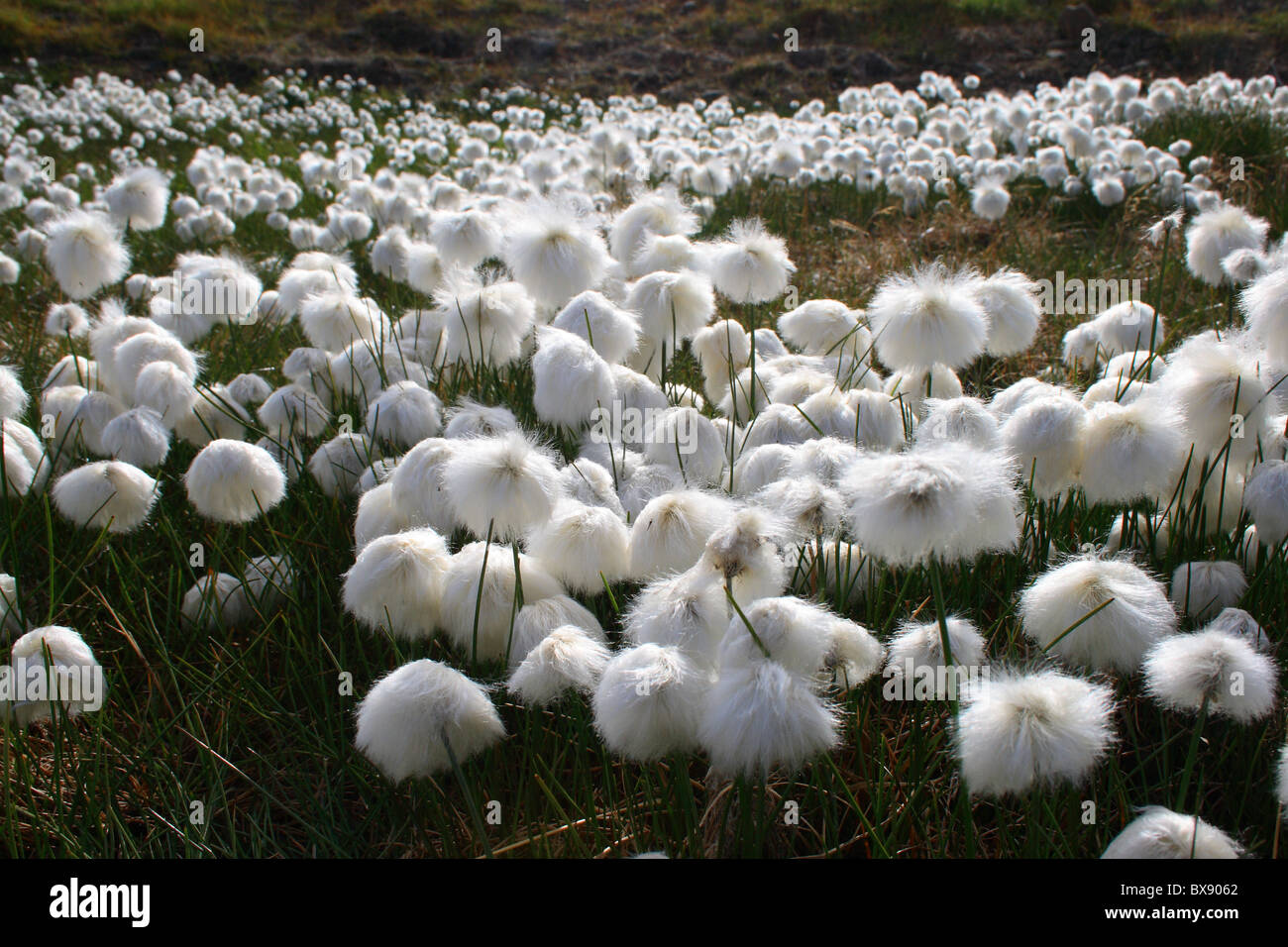 Cotone-erba, vicino a Longyearbyen, Spitsbergen Foto Stock