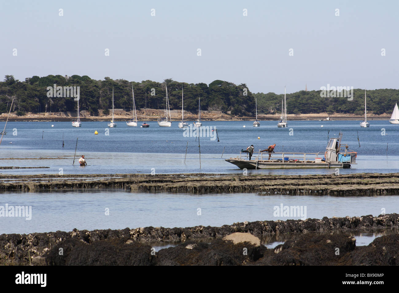 Allevamento di ostriche nel Golfo di Morbihan. Pescatori di ostriche che girano e raccolgono ostriche. Yacht bianchi ormeggiati in acque calme blu con foresta verde oltre Foto Stock