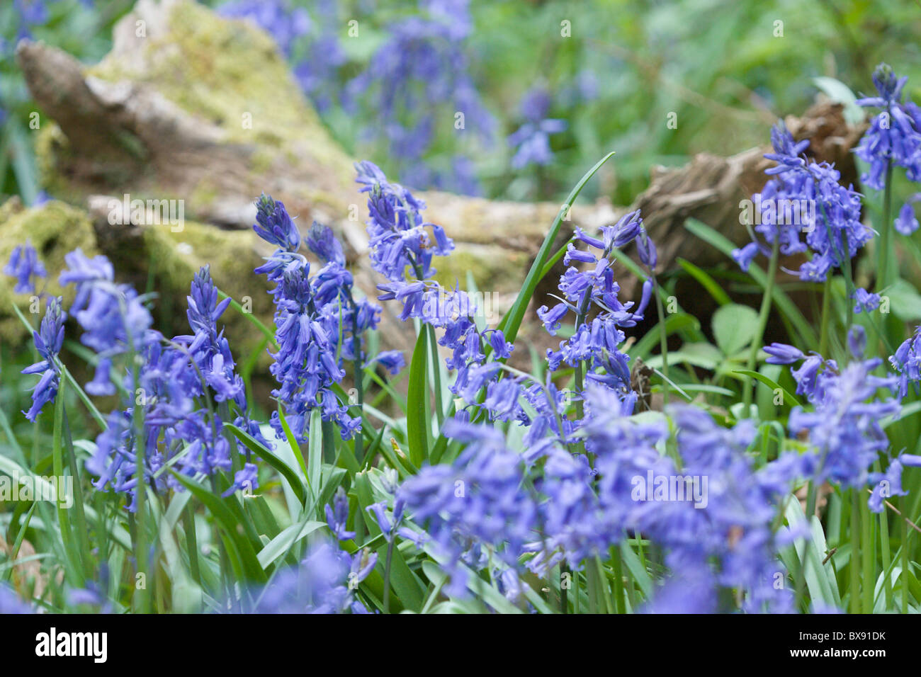 Bluebell Hyacinthoides non scripta fiori nel bosco Foto Stock