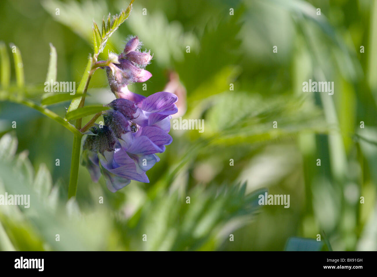 Bush veccia Vicia sepium fiori Foto Stock