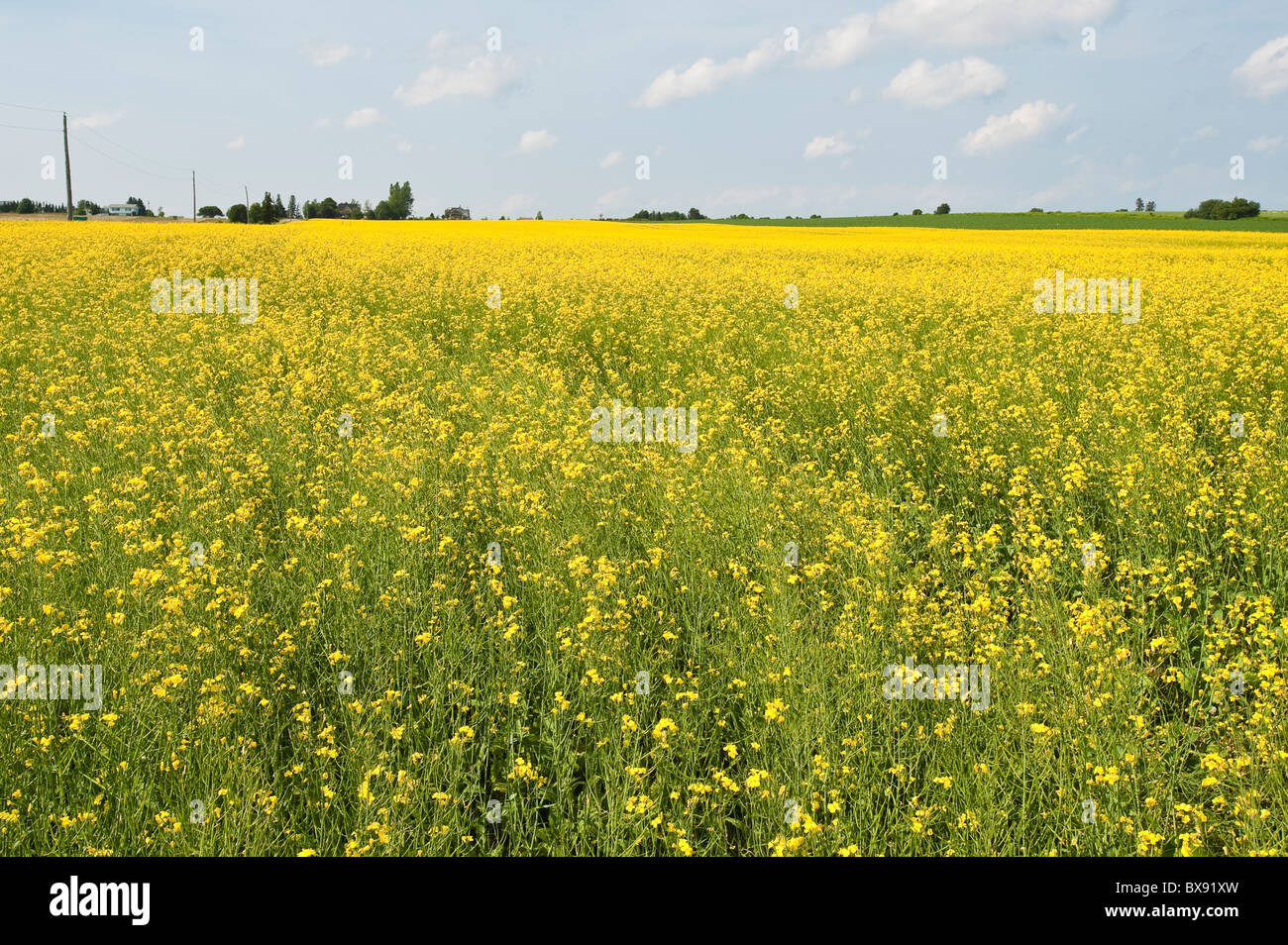 Canola Field, Bothwell, Prince Edward Island, The maritimes, canada. Foto Stock
