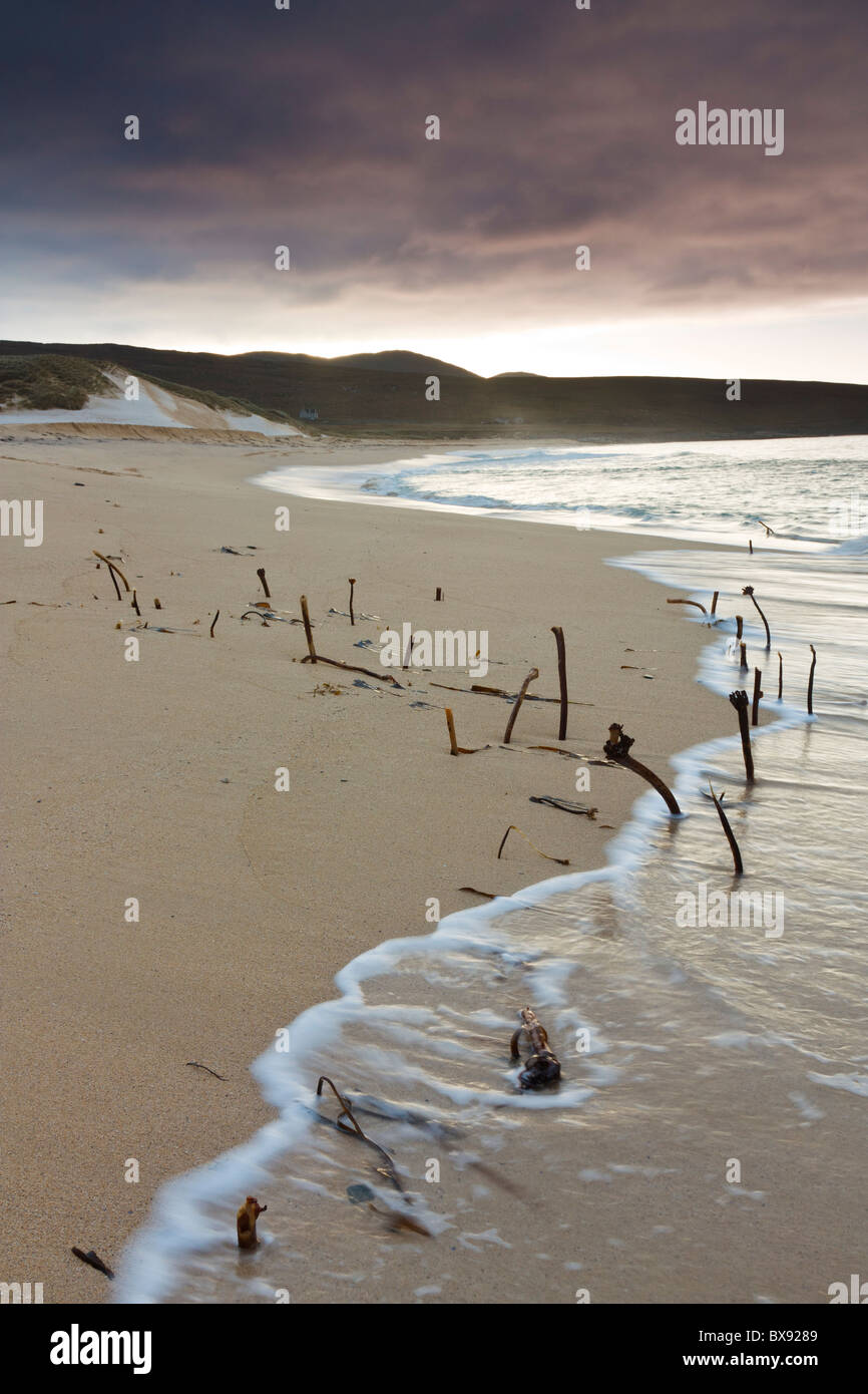 La germogliazione di alghe dalla spiaggia di Traigh Mhor sulla costa occidentale dell'Isola di Harris, Scozia. Foto Stock