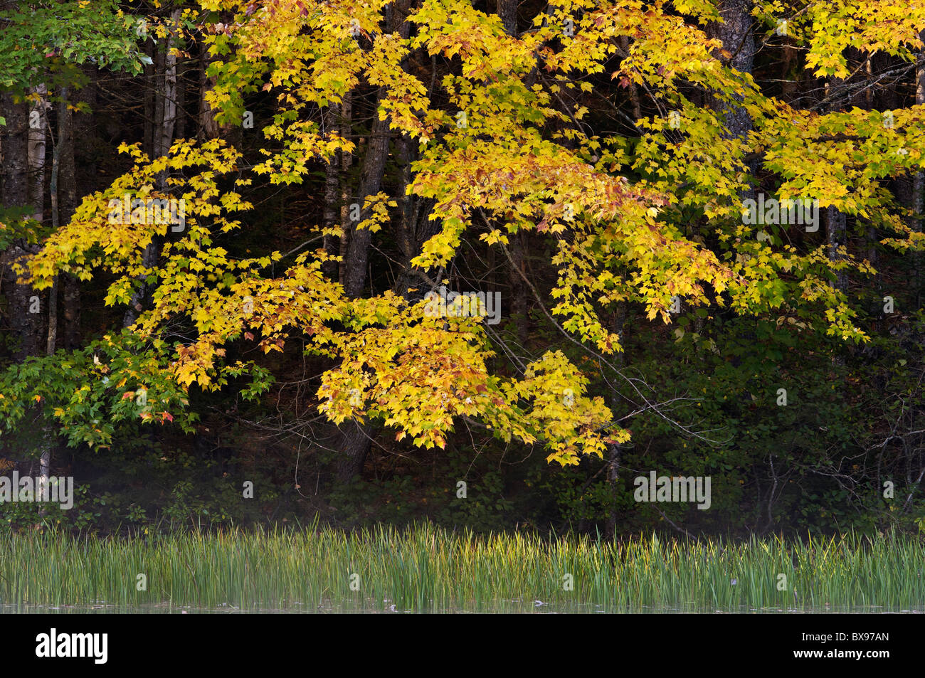 Autunno alberi di acero sul piccolo stagno in Carroll County, New Hampshire Foto Stock