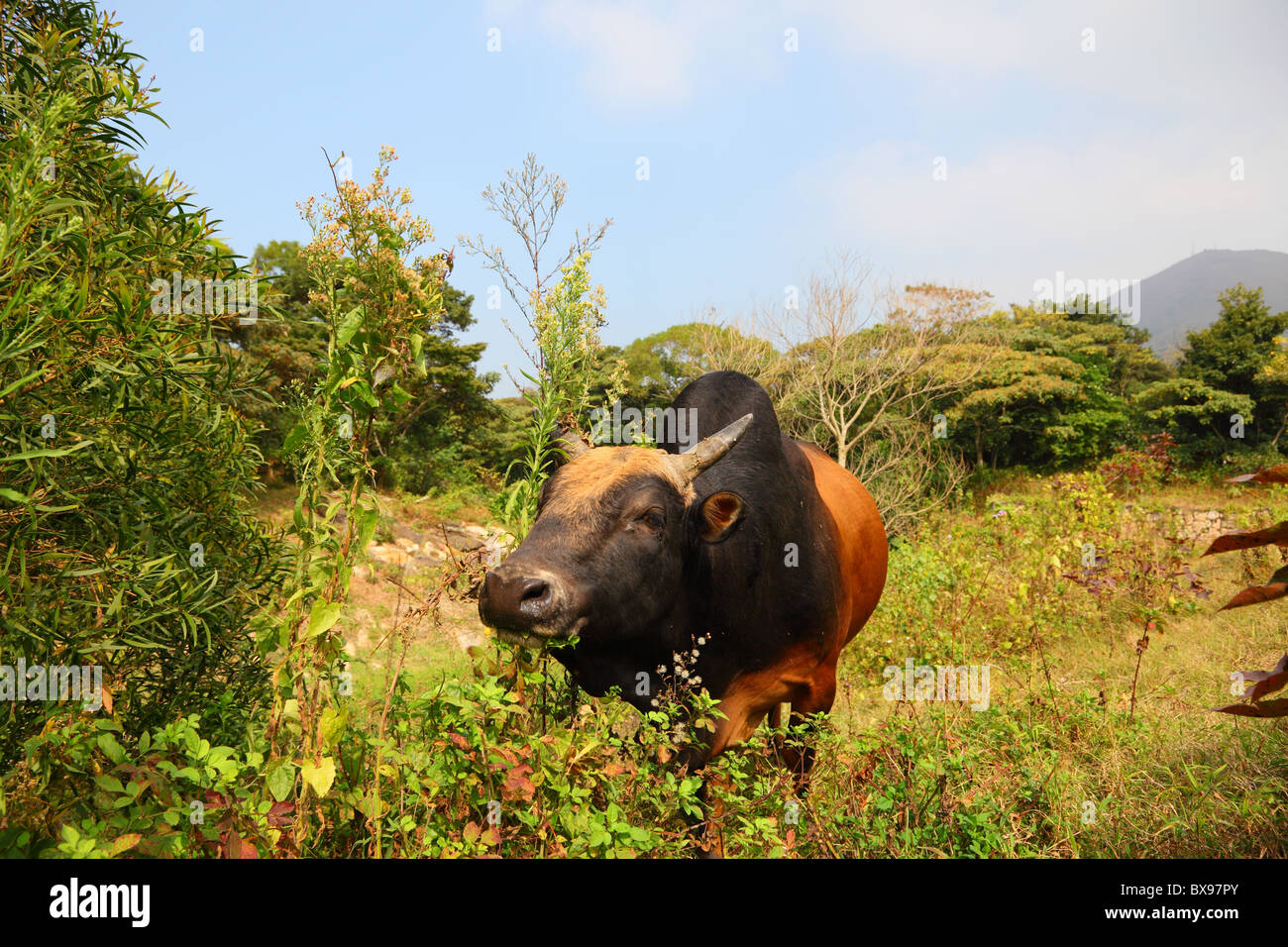 Mucca sull'Isola di Lantau in Hong Kong, Cina Foto Stock