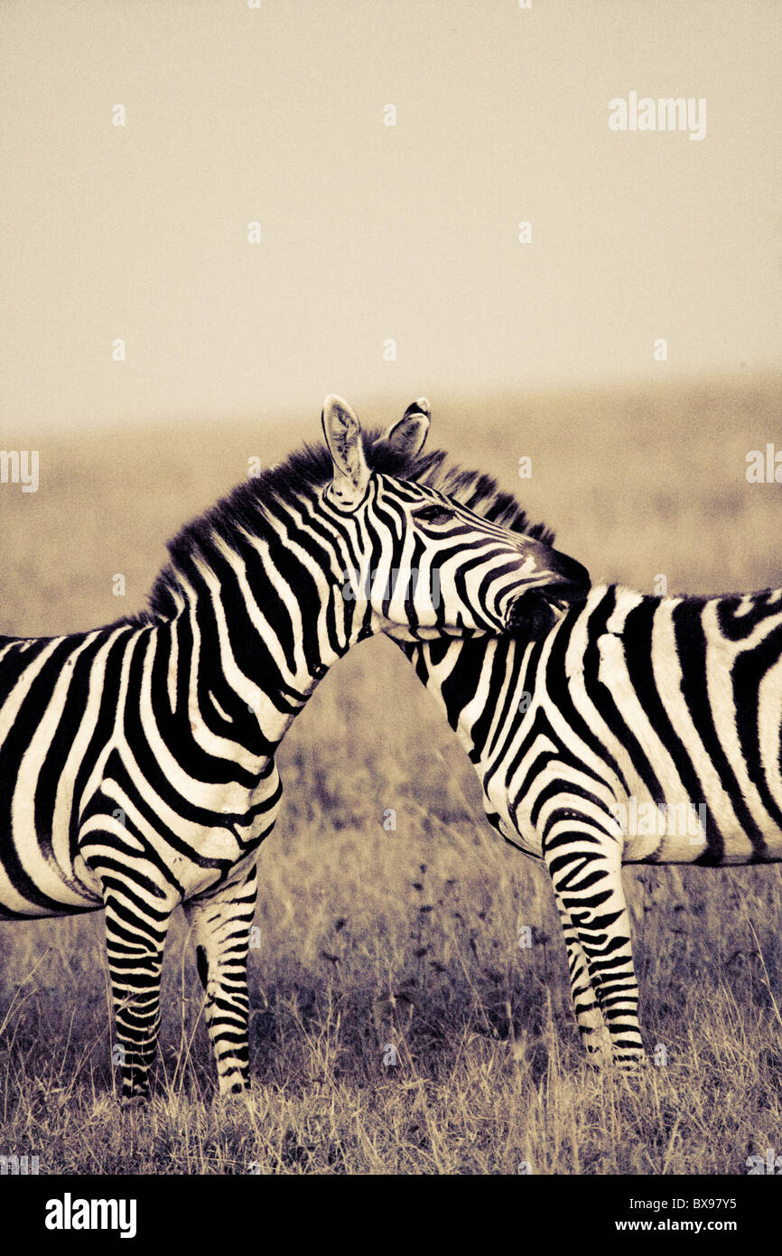 Zebra Masai Mara Kenya Africa orientale Foto Stock