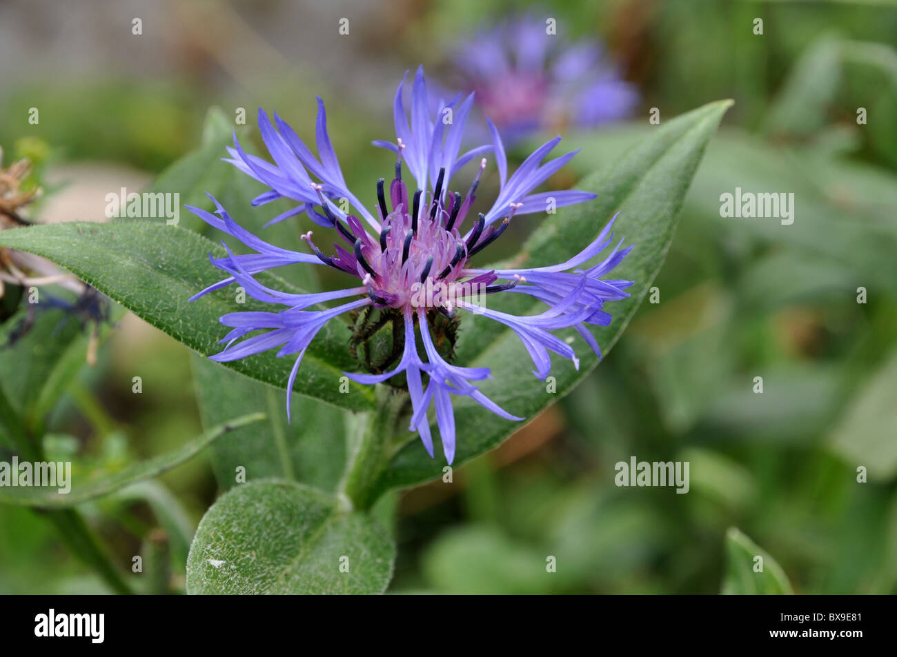 "Centaurea Montana " fiori di montagna Foto Stock