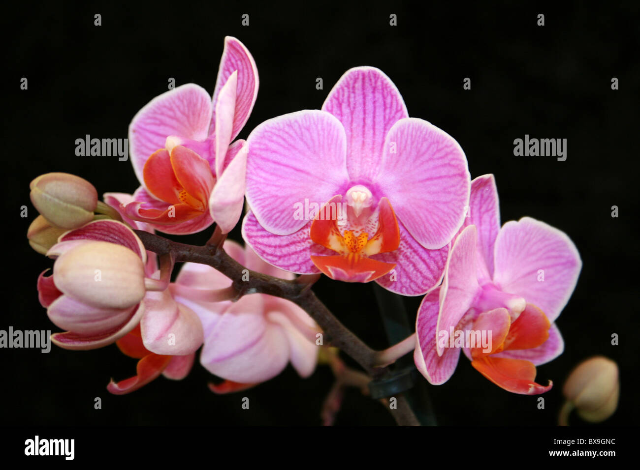 Moth Orchid Phalaenopsis Hybrid Foto Stock