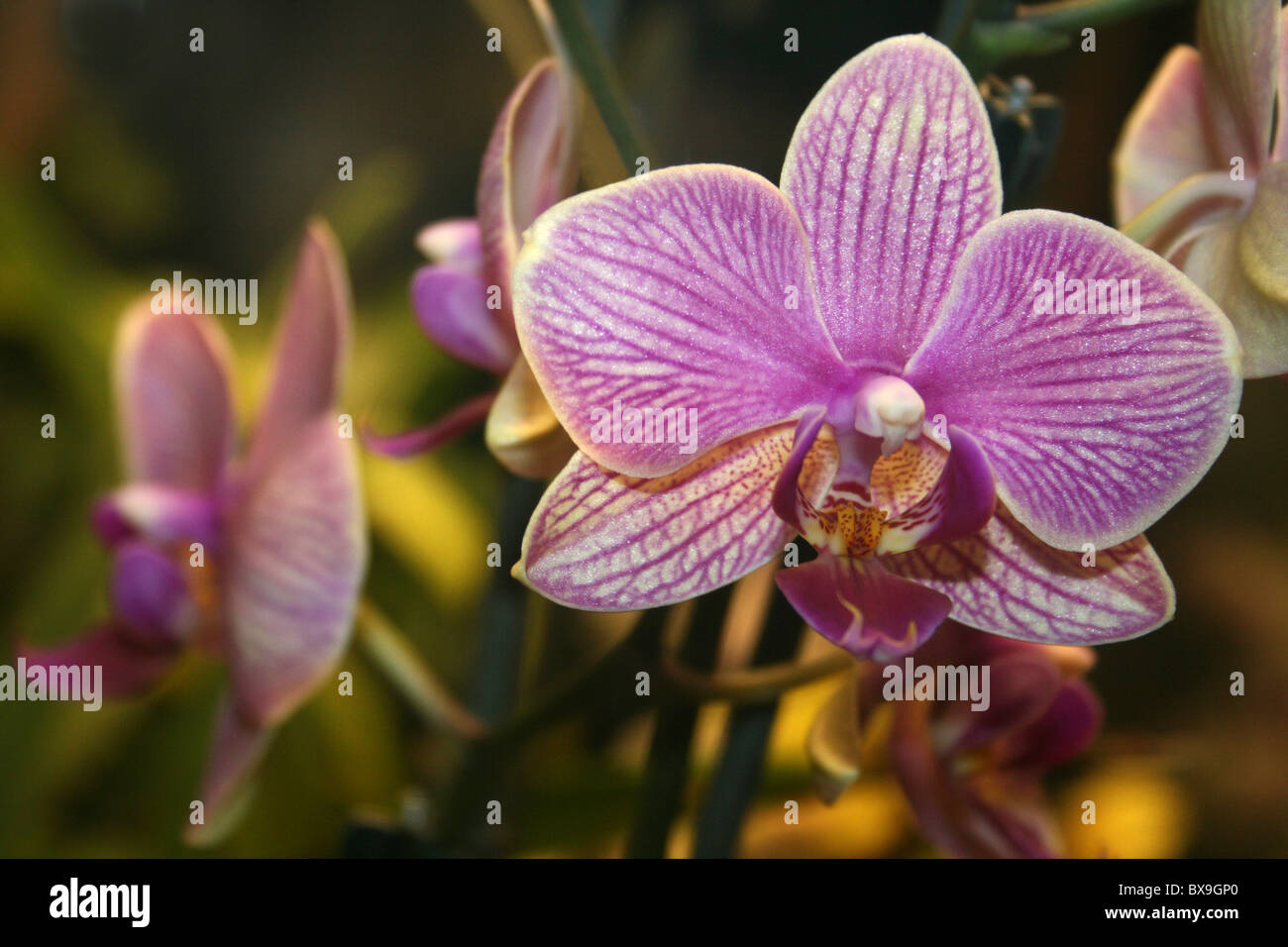 Moth Orchid Phalaenopsis Hybrid Foto Stock