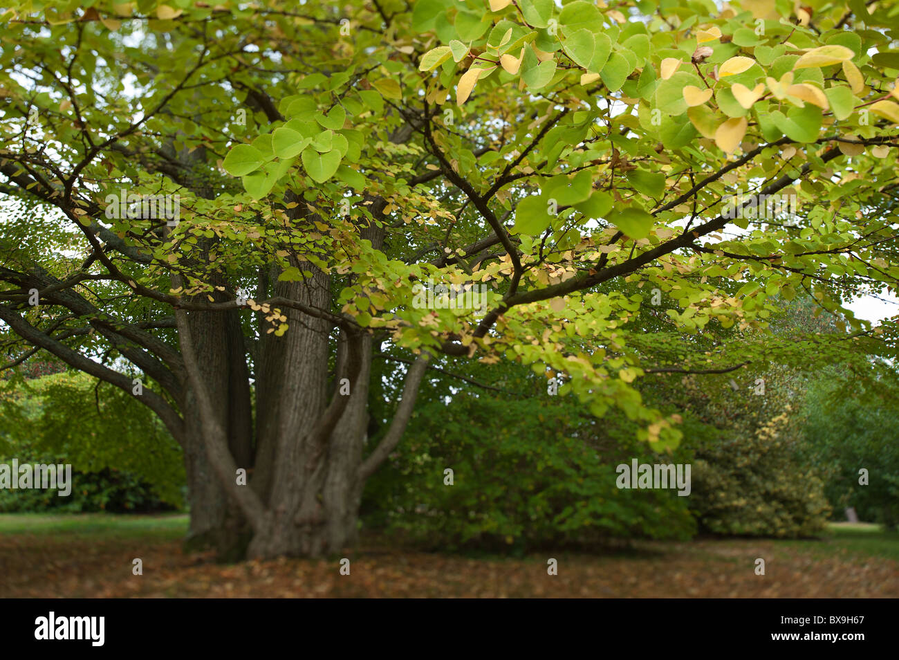 Greens delicati del Katsura tree Cercidiphyllum japonicum come la caduta inizia, toffee apple o albero di Giuda giapponese-tree Foto Stock