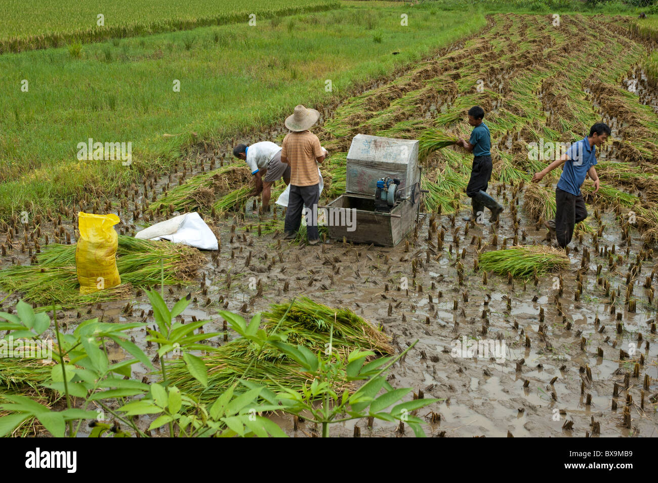 Lavoratori che utilizzano una semplice macchina per raccogliere riso, Yangshuo, Guangxi, Cina. Foto Stock