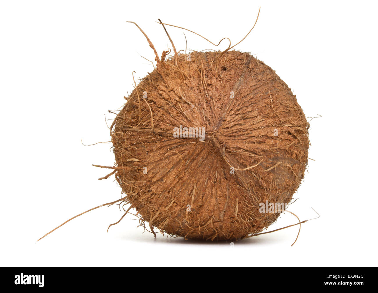 Unico cocco peloso da basso prospettica isolata su bianco. Foto Stock