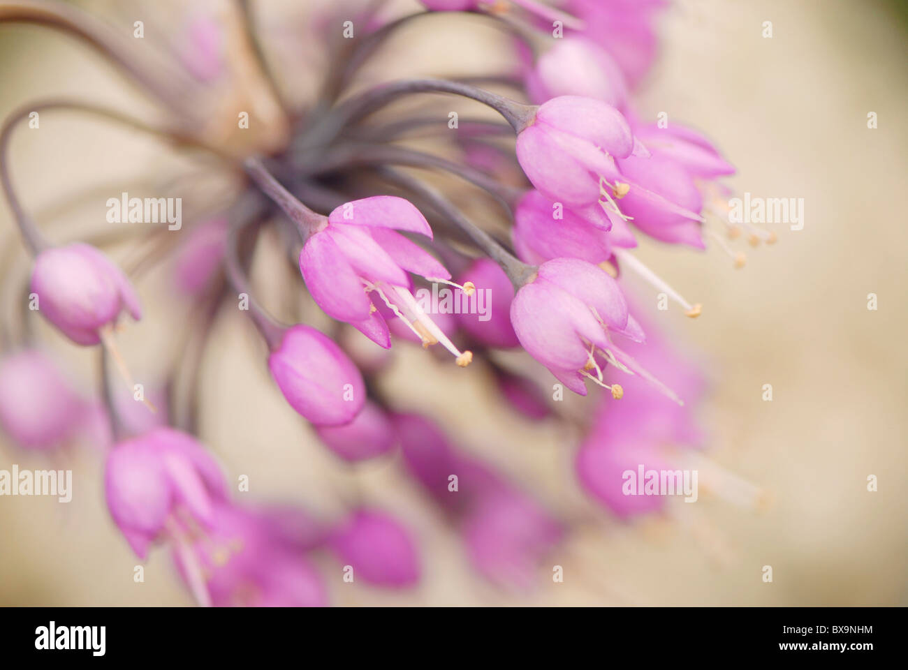 Allium Cernuum - annuendo cipolla, Signora di porro RHS AGM Foto Stock