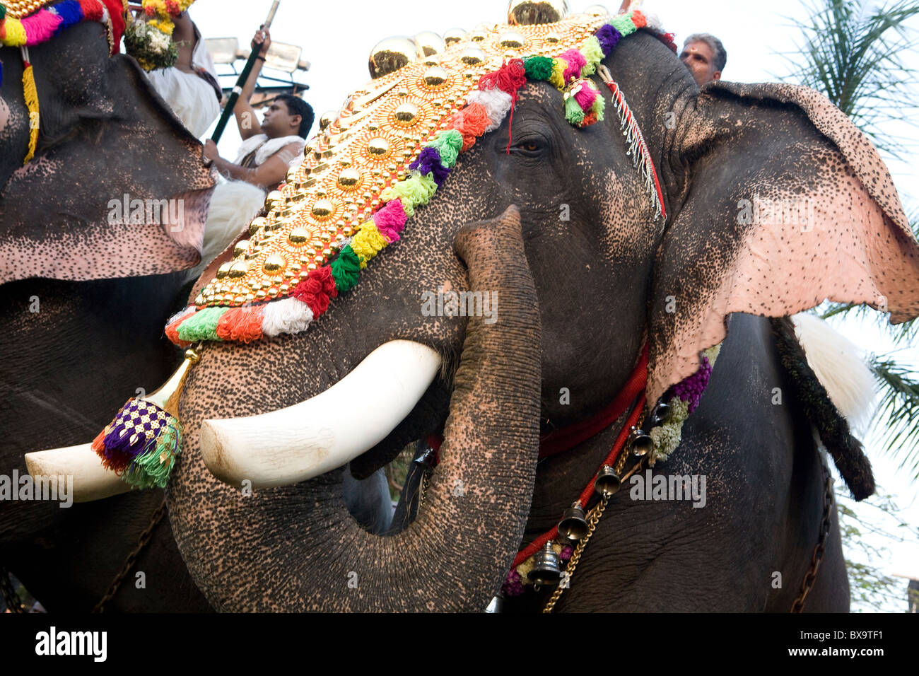 Elephant Festival Kerala Cochin Foto Stock