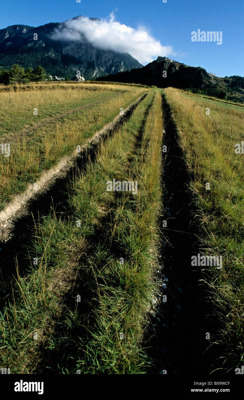 Tracce di pneumatici attraverso un campo di erba. Foto Stock