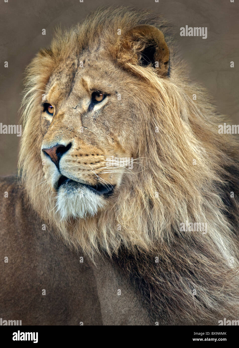 Leone maschio (panthera leo) Foto Stock
