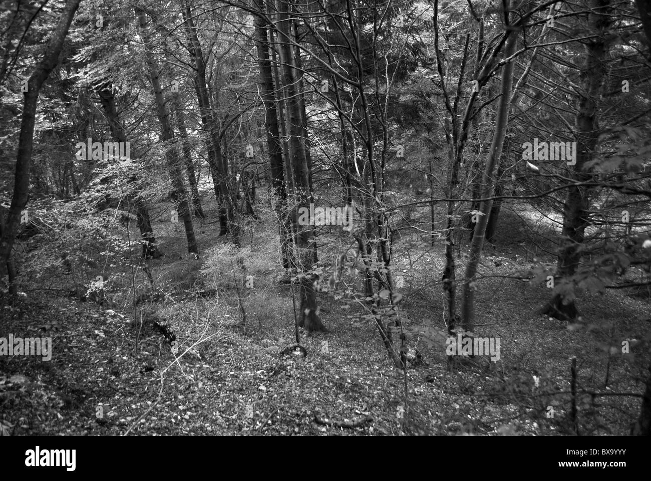 Di pini e larici in autunno Foto Stock