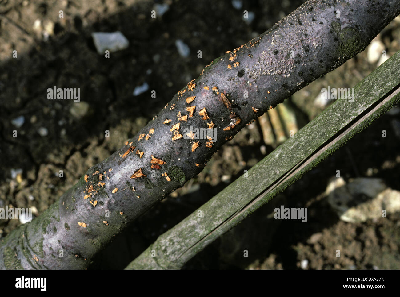 Coral spot (Nectria cinnabarina) corpi fruttiferi sulla base del giovane albero di Apple Foto Stock