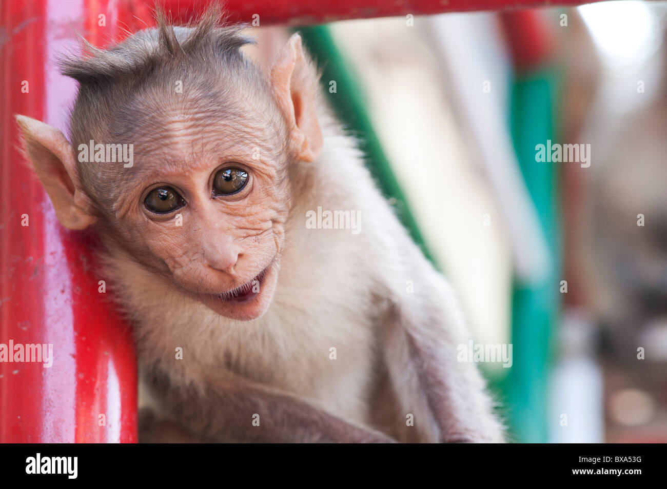 Macaca radiata. Giovani cofano macaco scimmia. India Foto Stock