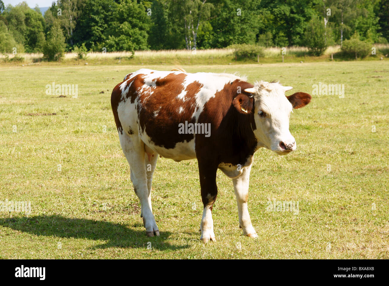 Marrone e bianco mucca sul prato Foto Stock