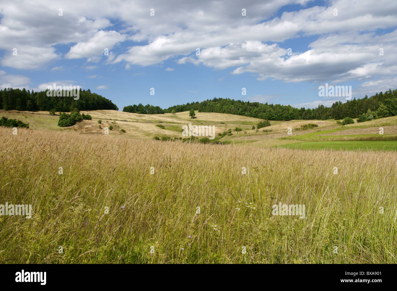 Paesaggio polacco - giallo archiviato, il cielo blu e nuvole bianche Foto Stock