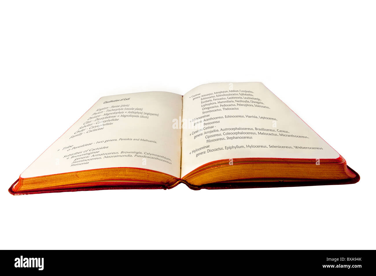 Aprire il vecchio libro con rosso e oro bordi pagina. Classificazione botanica di cactus sulla pagine aperte, isolato su bianco. Foto Stock