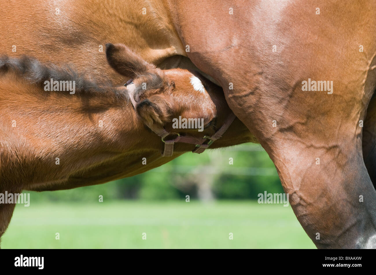 Baby puledro bere latte Foto Stock