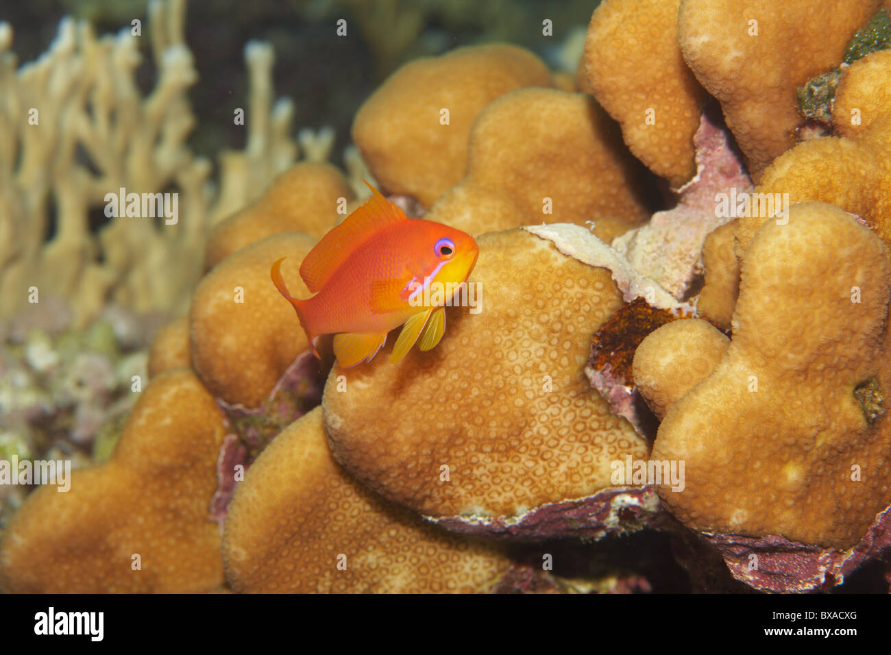 Primo piano del pesce rosso - Anthias Squamipinnis, Coral Reef, Mar Rosso Foto Stock