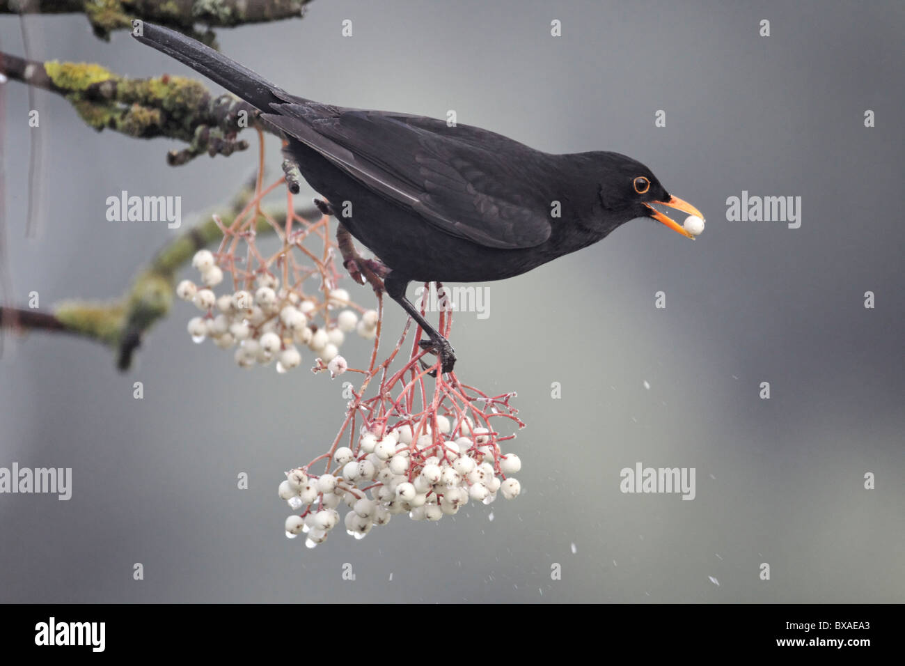 Merlo, Turdus merula, singolo maschio su rowan bacche, Midlands, Dicembre 2010 Foto Stock