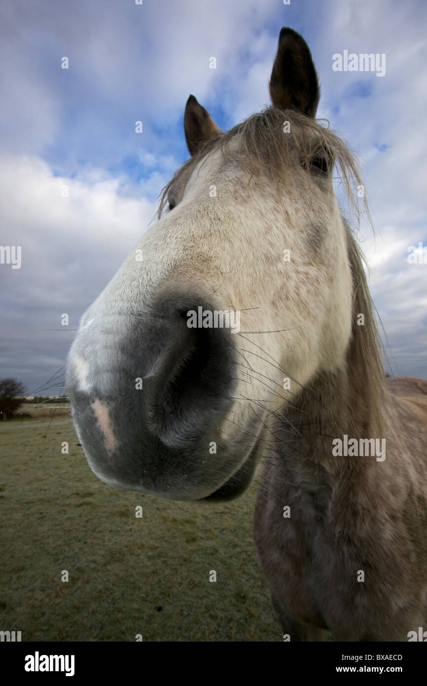Arabian Horse (Equus caballus) - Extreme close-up - REGNO UNITO Foto Stock