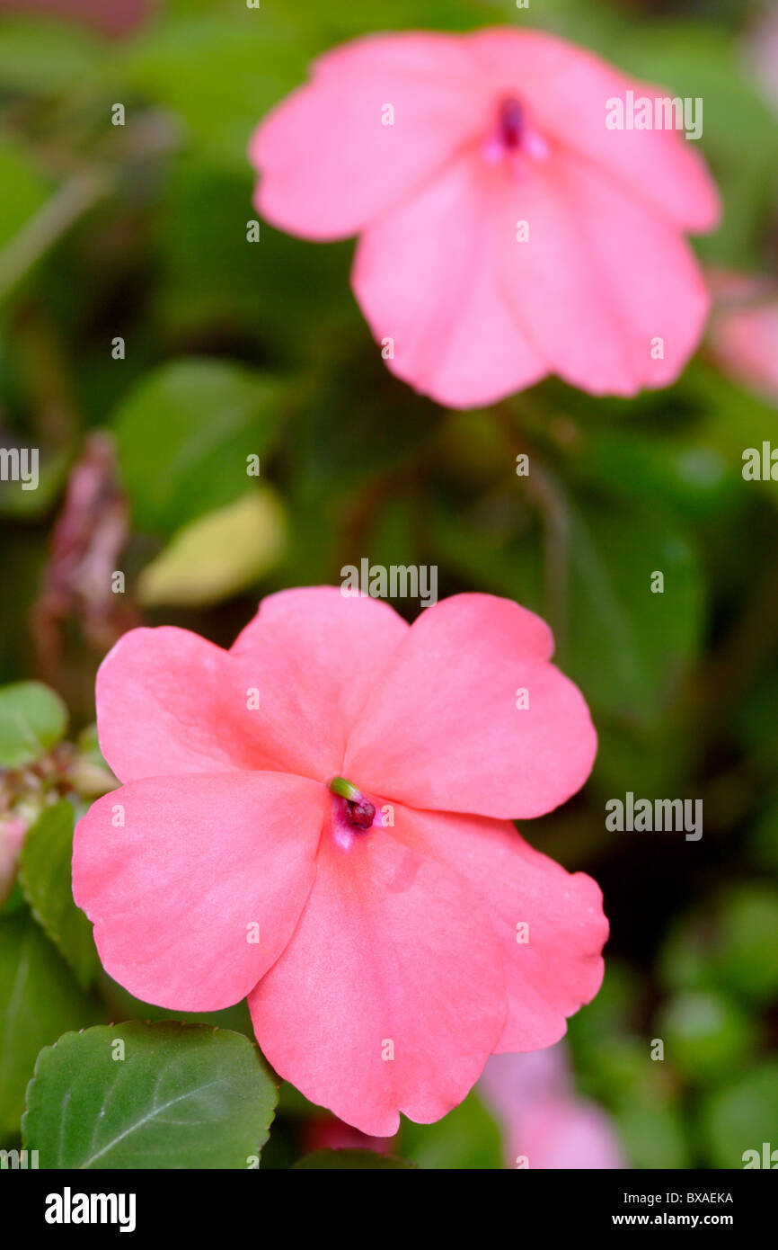 Impatiens rosa in fiore vicino fino in Inghilterra, Regno Unito Foto Stock