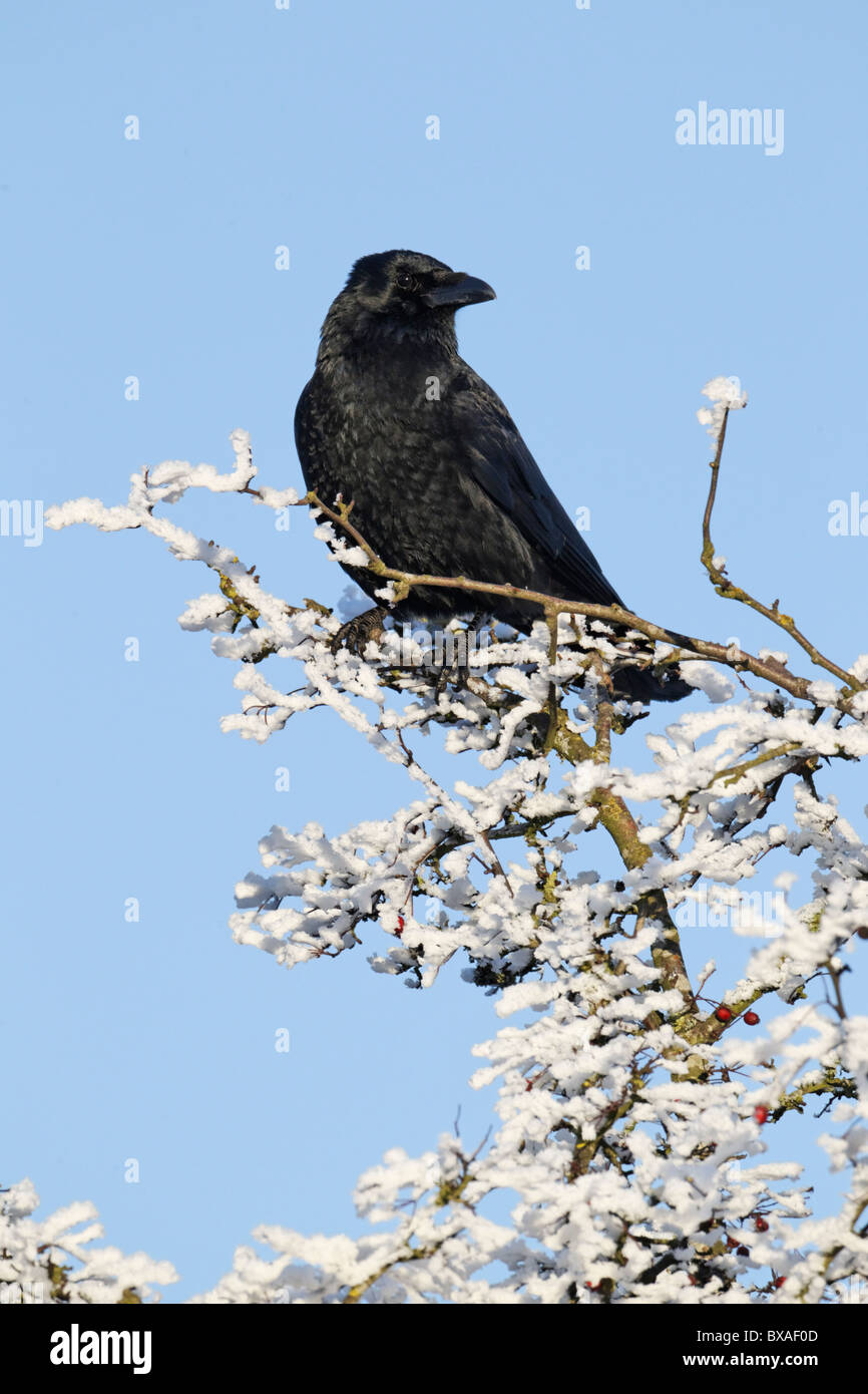 Carrion crow, Corvus corone, singolo uccello su frosty tree, Midlands, Dicembre 2010 Foto Stock