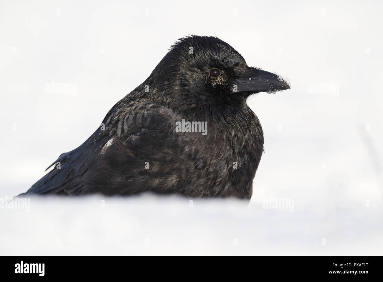 Carrion crow, Corvus corone, singolo uccello sulla neve, Midlands, Dicembre 2010 Foto Stock