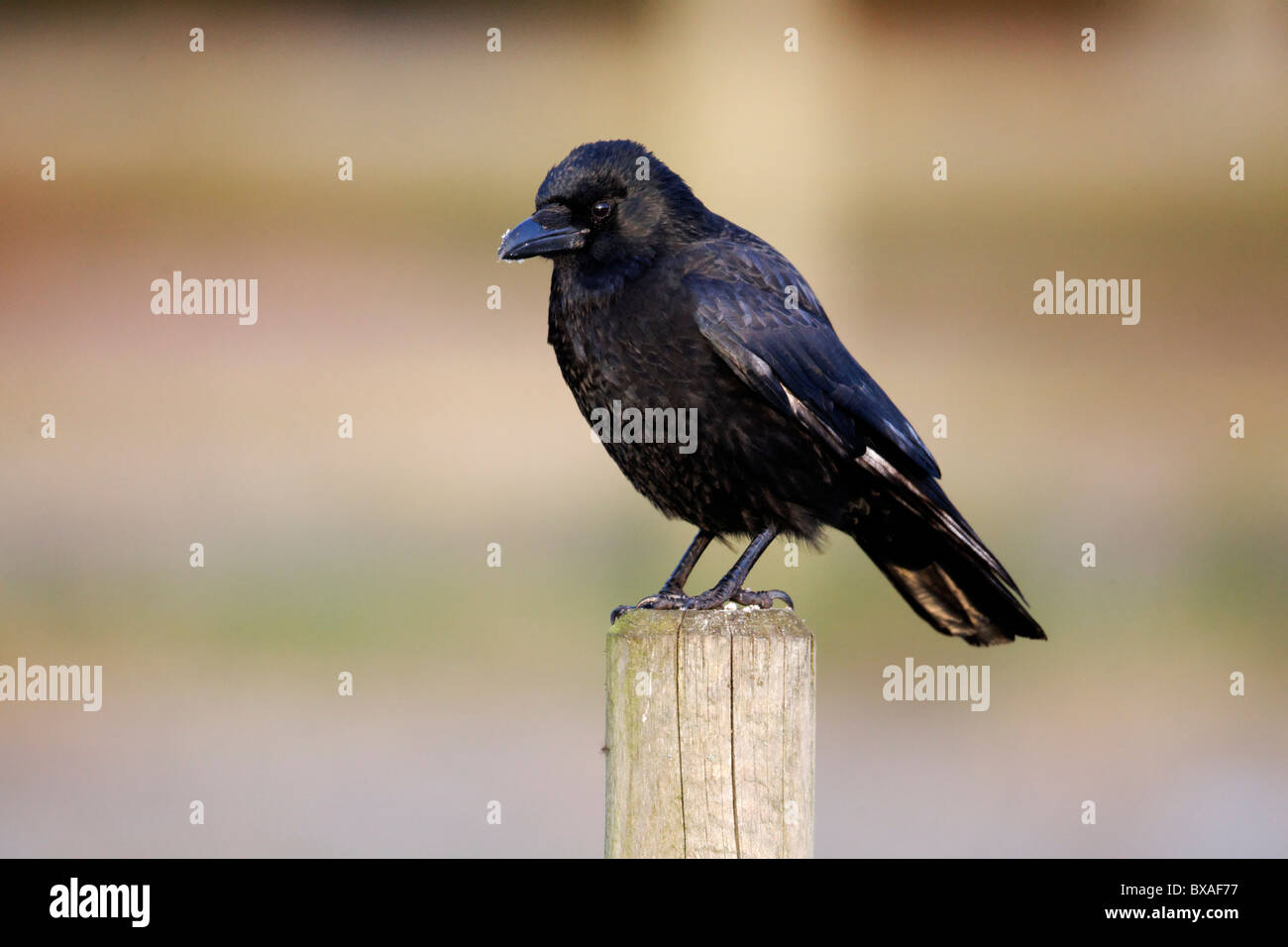 Carrion crow, Corvus corone, singolo uccello sul post, Midlands, Dicembre 2010 Foto Stock