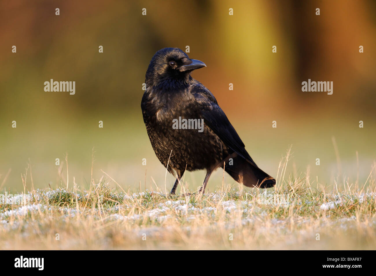 Carrion crow, Corvus corone, singolo uccello sull'erba, Midlands, Dicembre 2010 Foto Stock