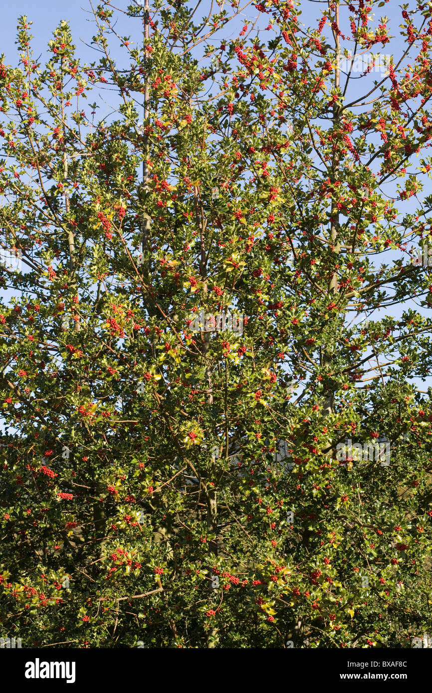 Holly Tree con frutti di bosco vicino al serbatoio Ridgegate foresta a Macclesfield Cheshire England Foto Stock