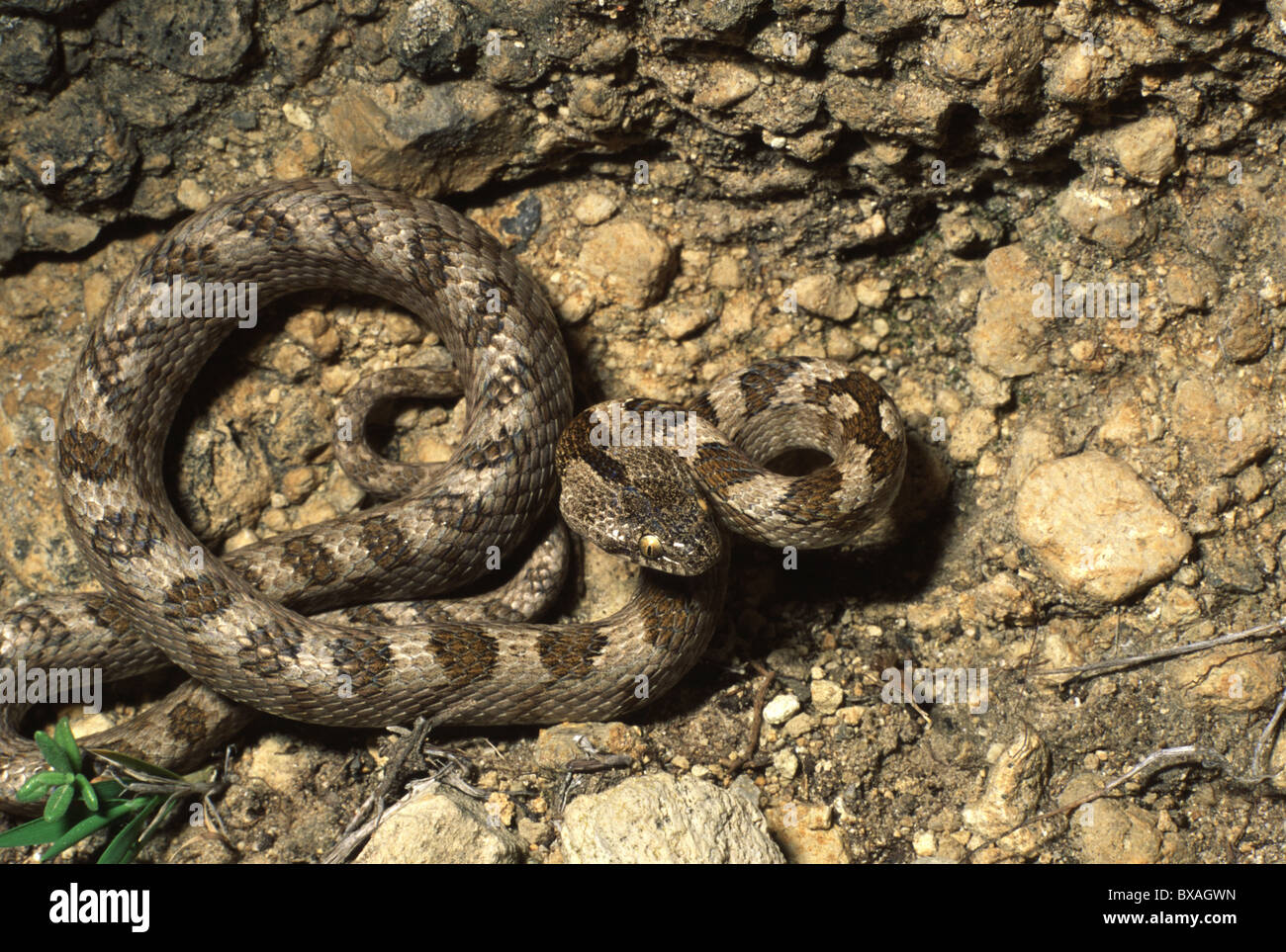 Cat Snake. Telescopus fallax Grecia Foto Stock